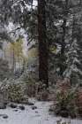 USA-Colorado. Late autumn snowfall-Gunnison National Forest Art Print